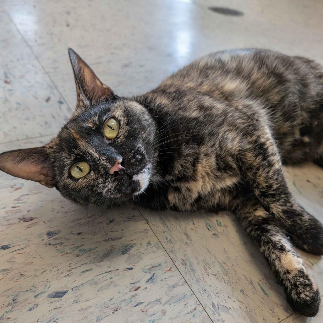 Enlarge Spicy, a Adoptable Domestic Short Hair in Marysville, OH image 1/6