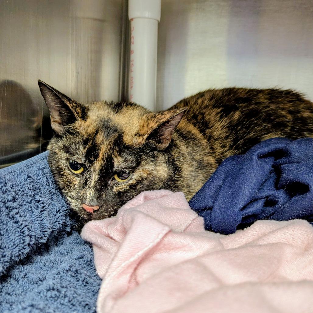 Enlarge Spicy, a Adoptable Domestic Short Hair in Marysville, OH image 1/2