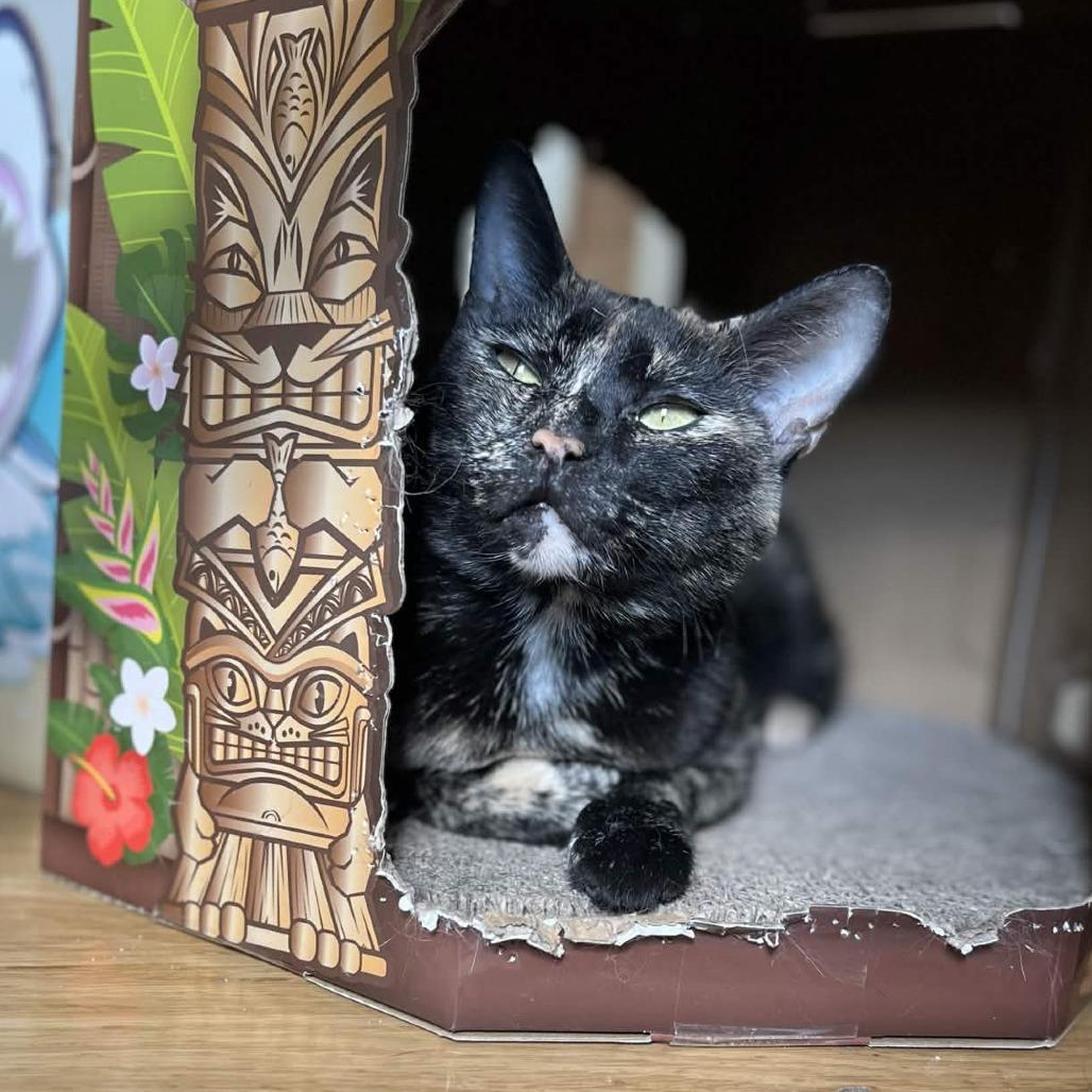 Enlarge Spicy, a Adoptable Domestic Short Hair in Marysville, OH image 2/2