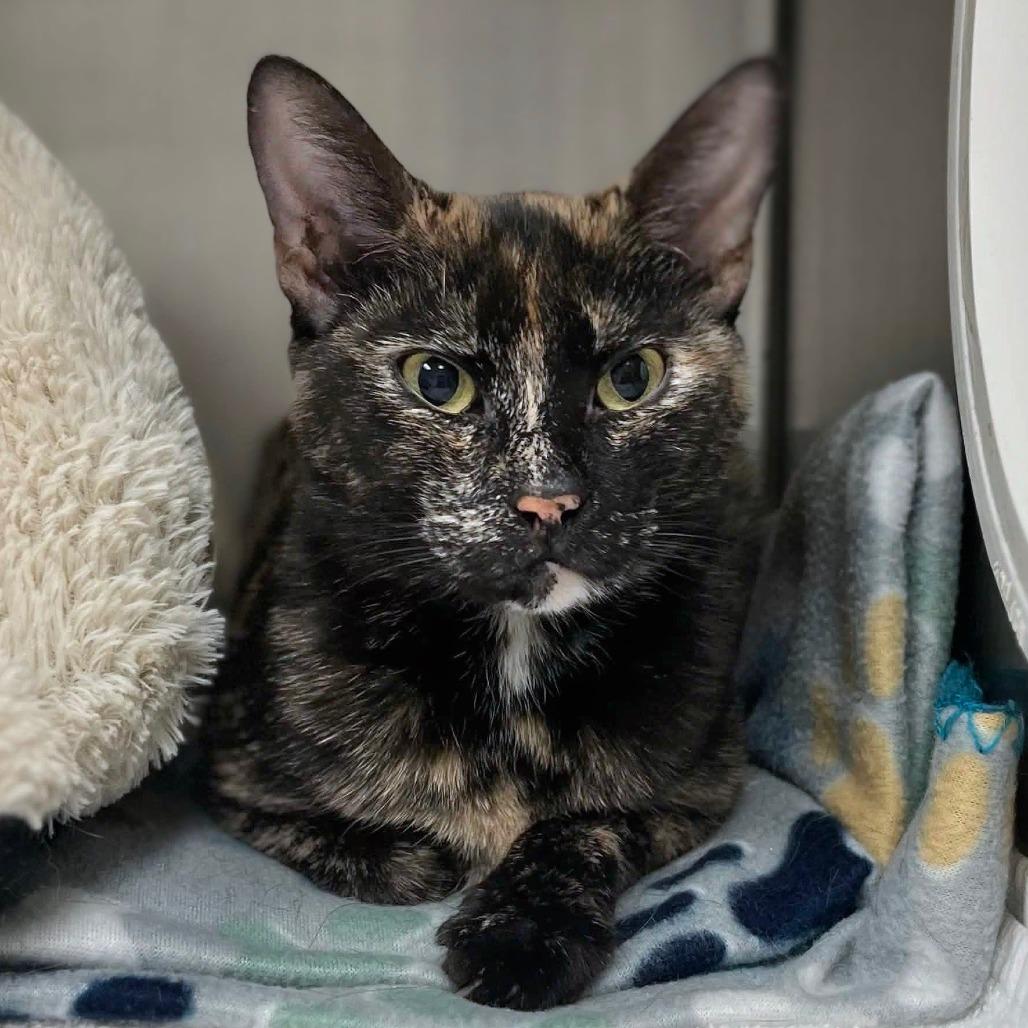 Enlarge Spicy, a Adoptable Domestic Short Hair in Marysville, OH image 3/6