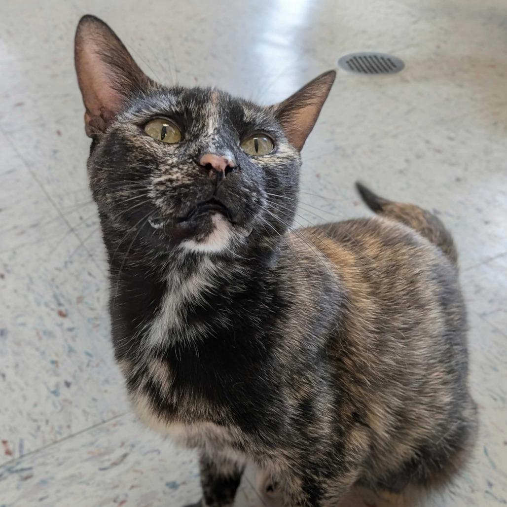 Enlarge Spicy, a Adoptable Domestic Short Hair in Marysville, OH image 4/6