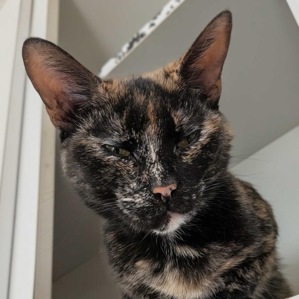 Enlarge Spicy, a Adoptable Domestic Short Hair in Marysville, OH image 5/6