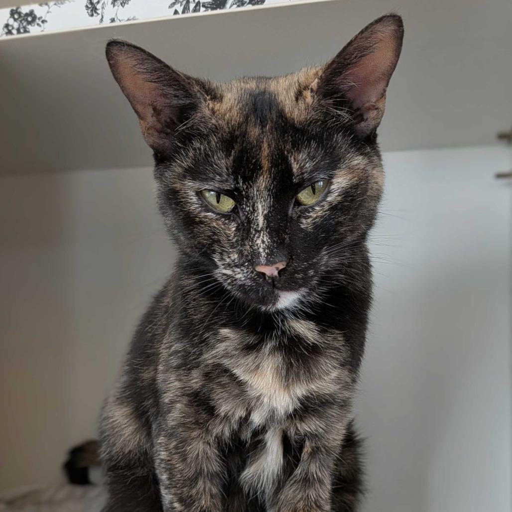 Enlarge Spicy, a Adoptable Domestic Short Hair in Marysville, OH image 6/6