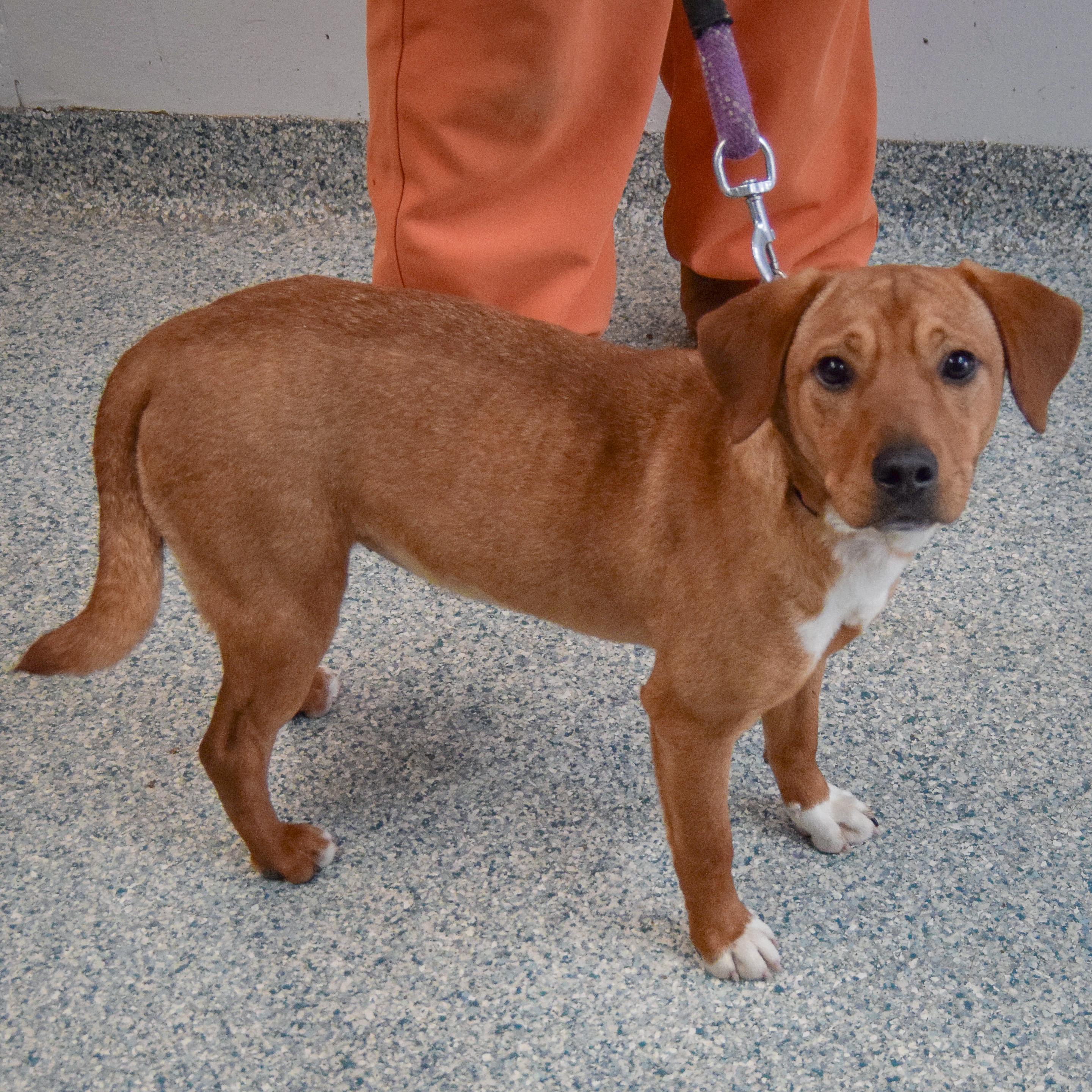 Enlarge Ella, an adopted mixed breed in Huntley, IL image 2/3