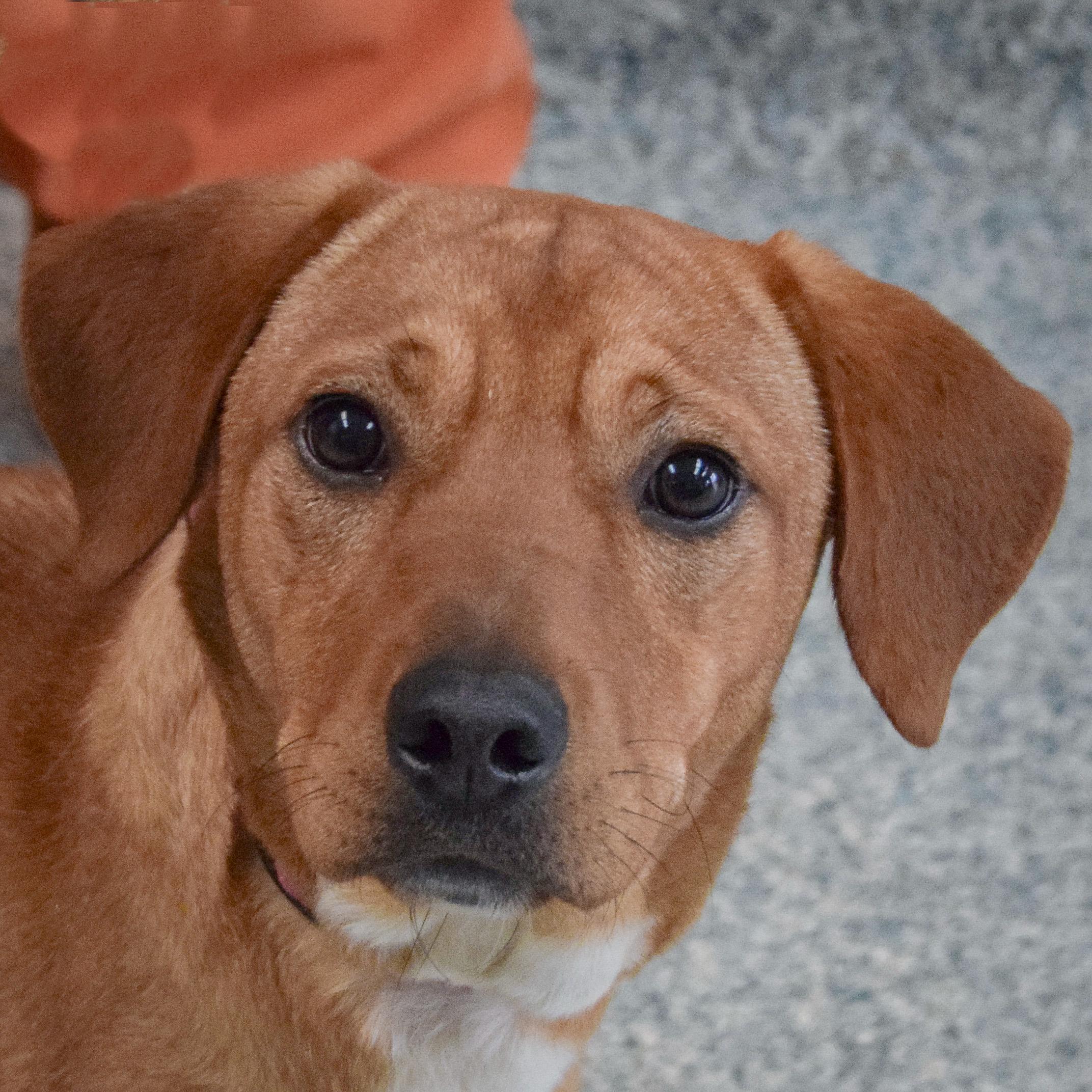 Enlarge Ella, an adopted mixed breed in Huntley, IL image 1/3