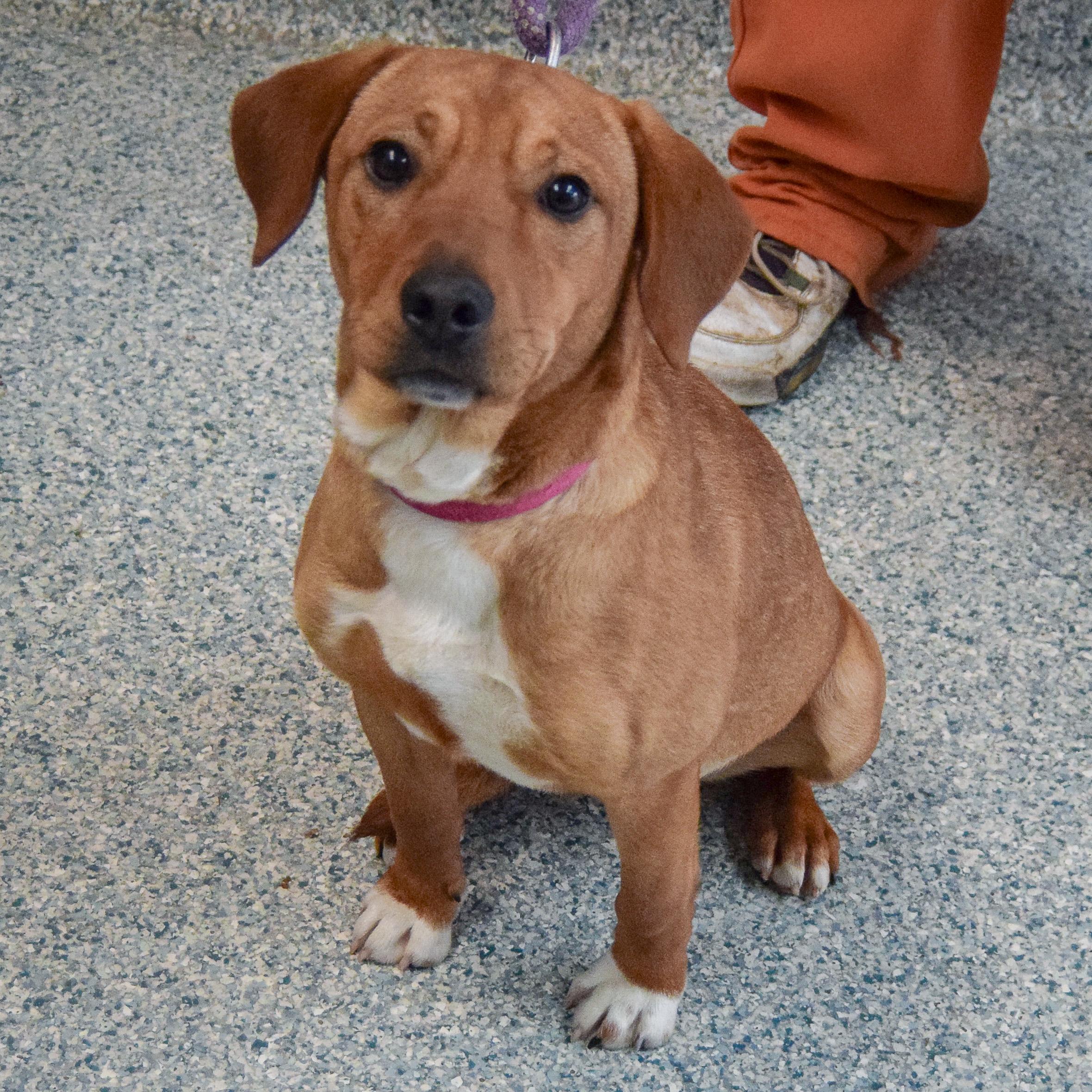 Enlarge Ella, an adopted mixed breed in Huntley, IL image 3/3