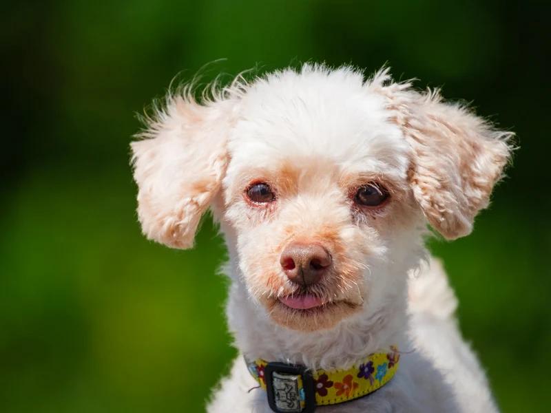 Enlarge Franklin, a Adoptable mixed breed in Pointe-Fortune, QC image 1/4