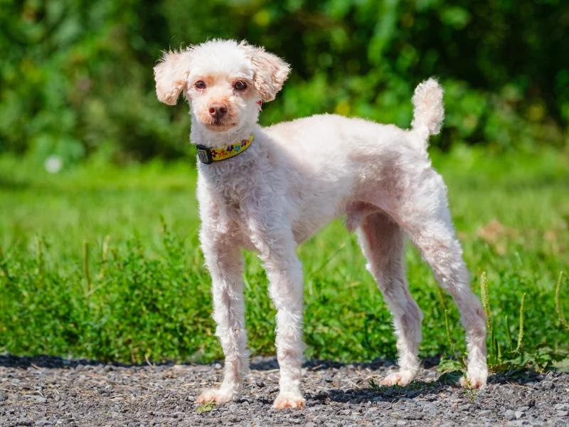 Enlarge Franklin, a Adoptable mixed breed in Pointe-Fortune, QC image 4/4