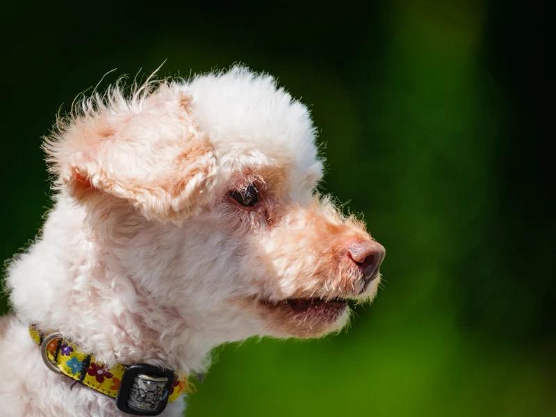 Enlarge Franklin, a Adoptable mixed breed in Pointe-Fortune, QC image 3/4