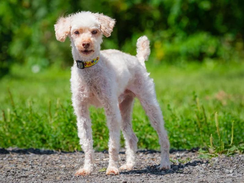 Enlarge Franklin, a Adoptable mixed breed in Pointe-Fortune, QC image 2/4