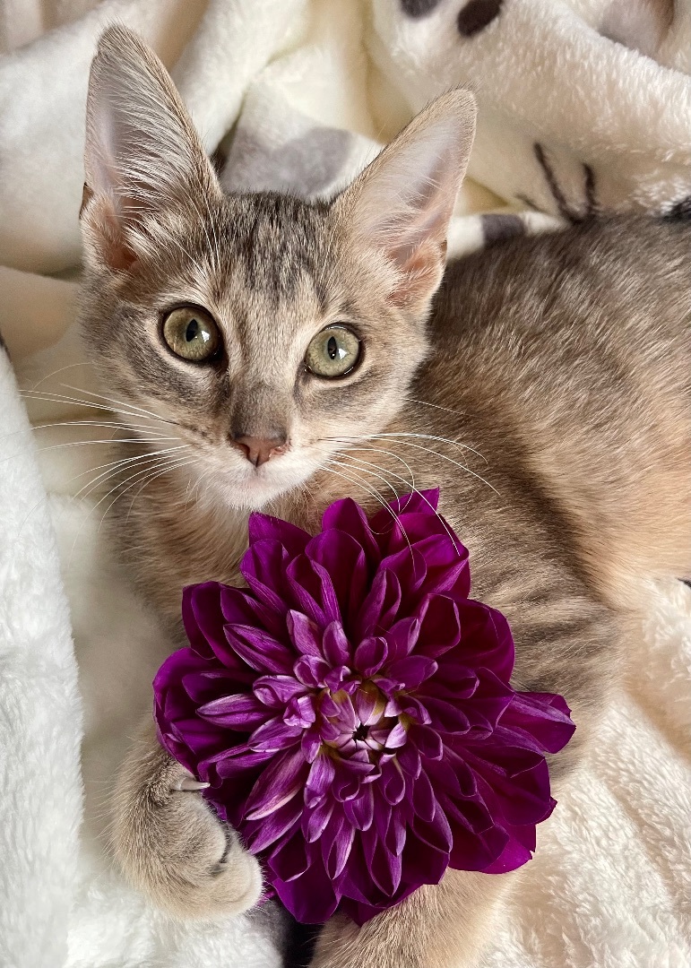 Ferngully , Adopted, Kitten Female Domestic Short Hair.