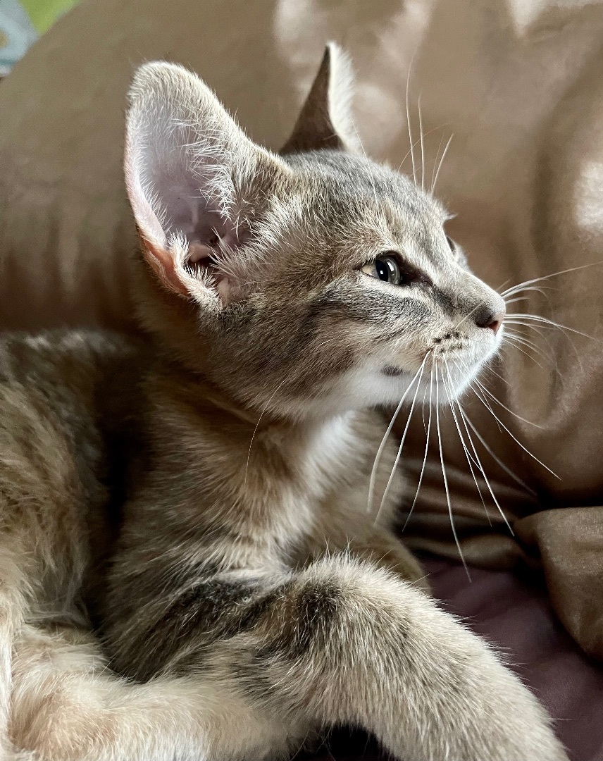 Enlarge Ferngully , a Adopted Domestic Short Hair in Frewsburg, NY image 2/4