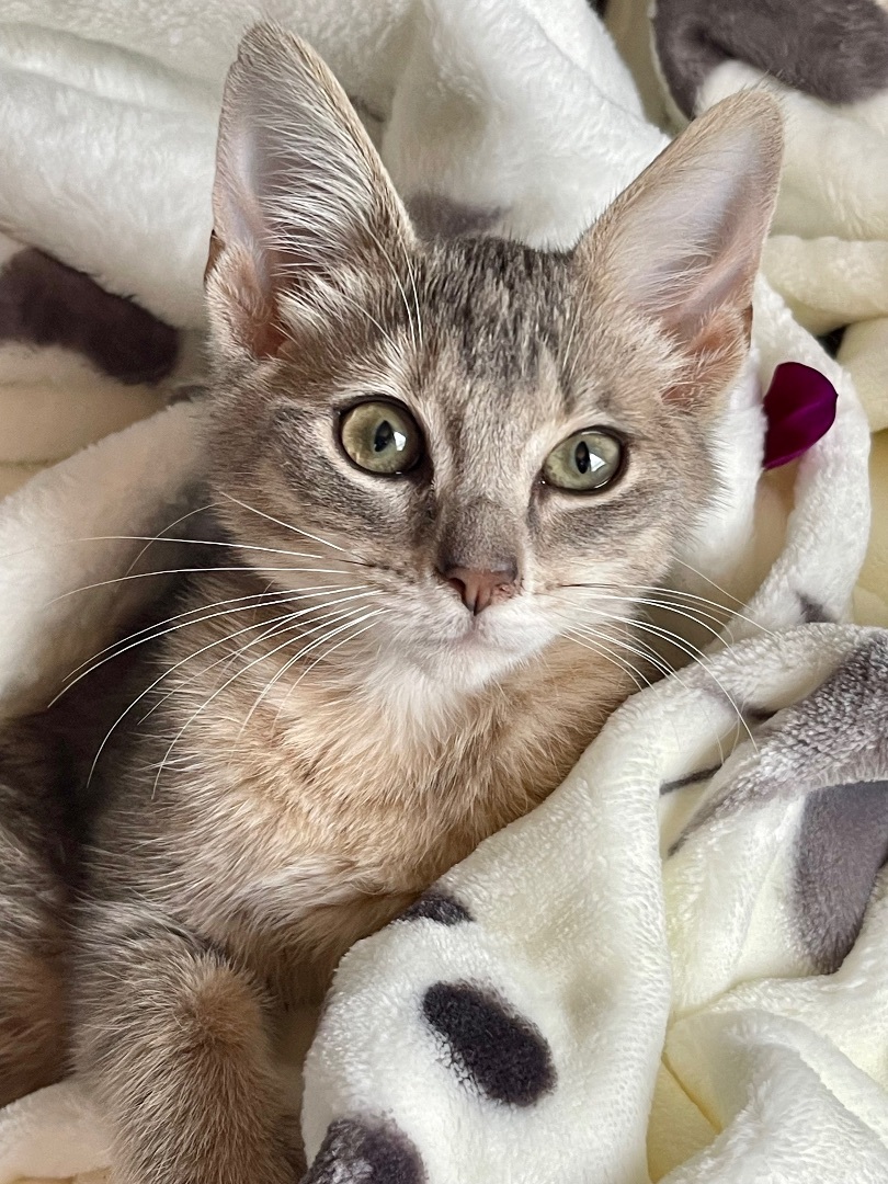 Enlarge Ferngully , a Adopted Domestic Short Hair in Frewsburg, NY image 3/4