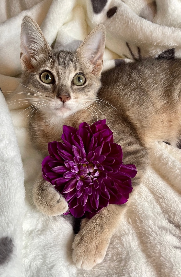 Enlarge Ferngully , a Adopted Domestic Short Hair in Frewsburg, NY image 4/4