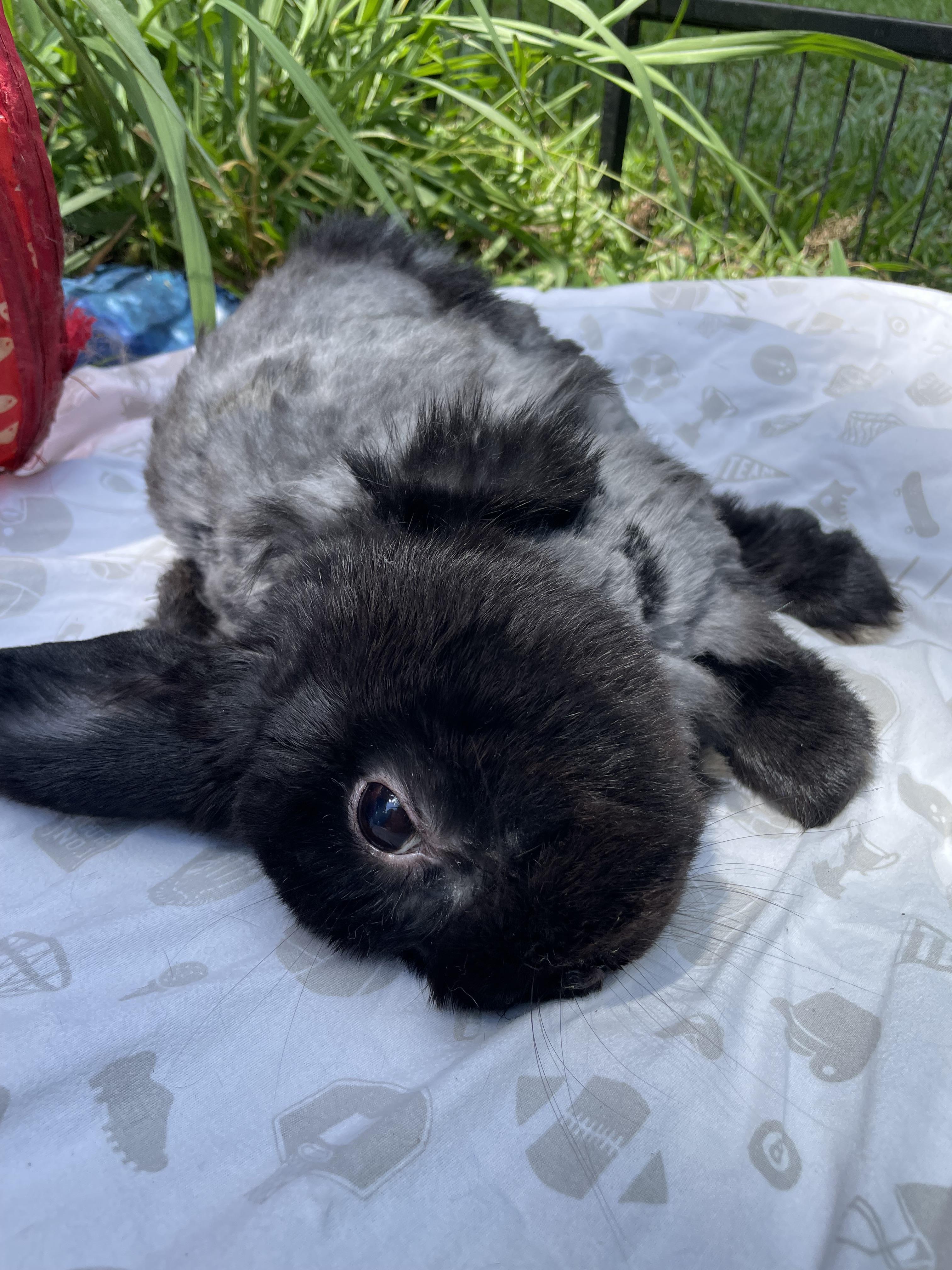 Zuko, Adoptable, Adult Male Holland Lop.