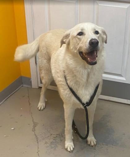 Fezzik, ADOPTABLE, Adult Male Great Pyrenees.