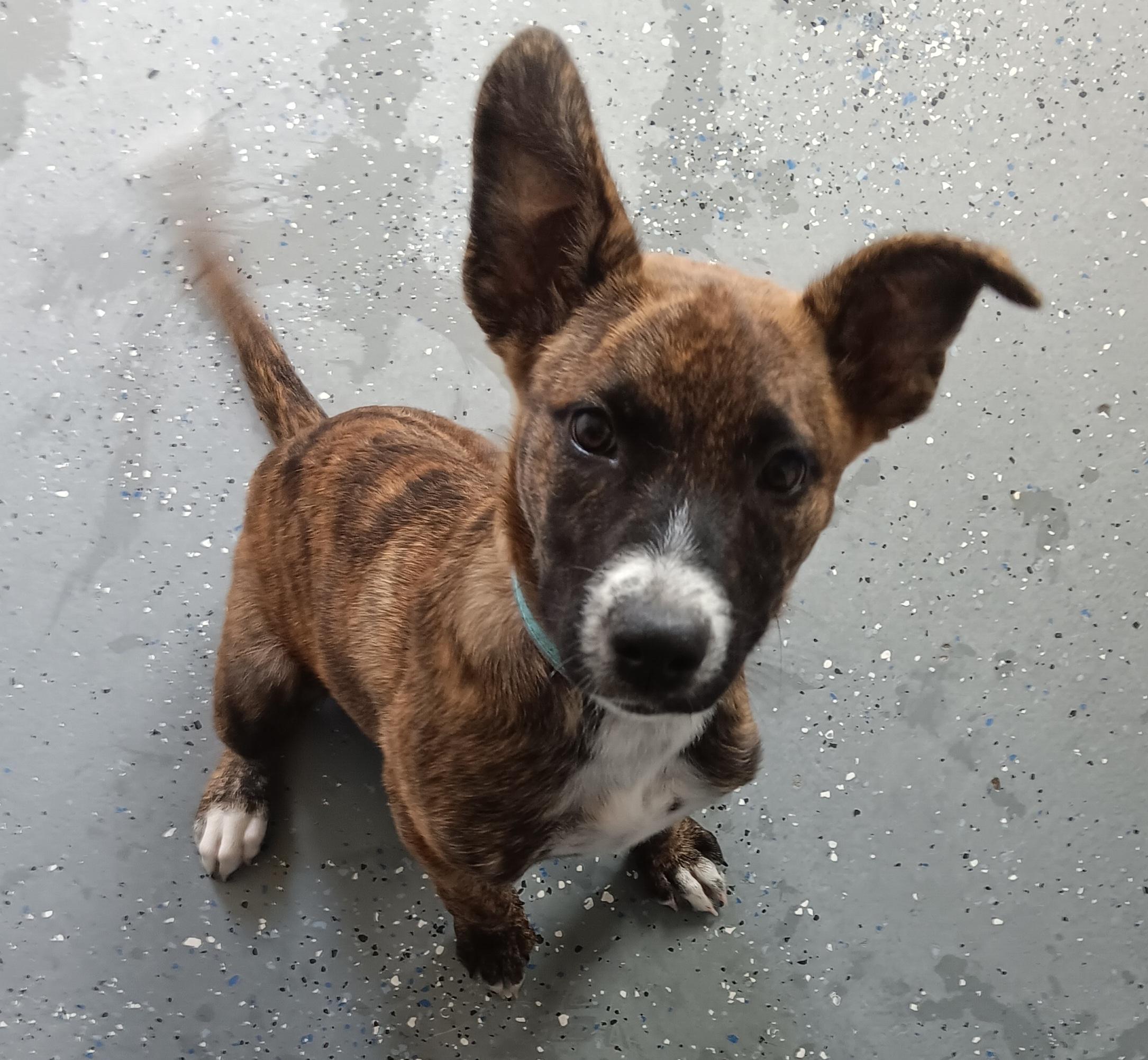 Athena, an adoptable Pit Bull Terrier, Border Collie in Polson, MT, 59860 | Photo Image 2