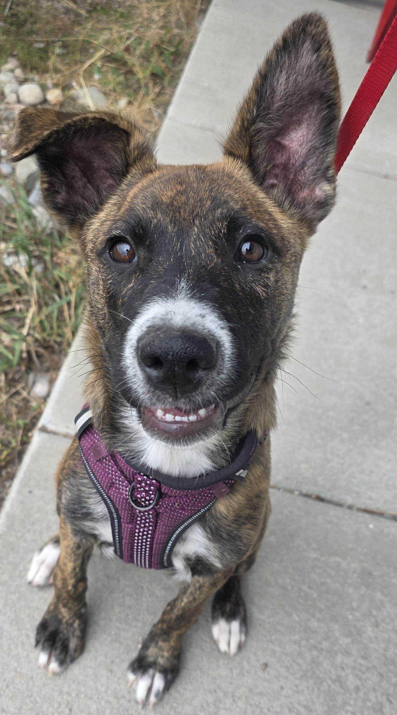 Athena, an adoptable Pit Bull Terrier, Border Collie in Polson, MT, 59860 | Photo Image 1