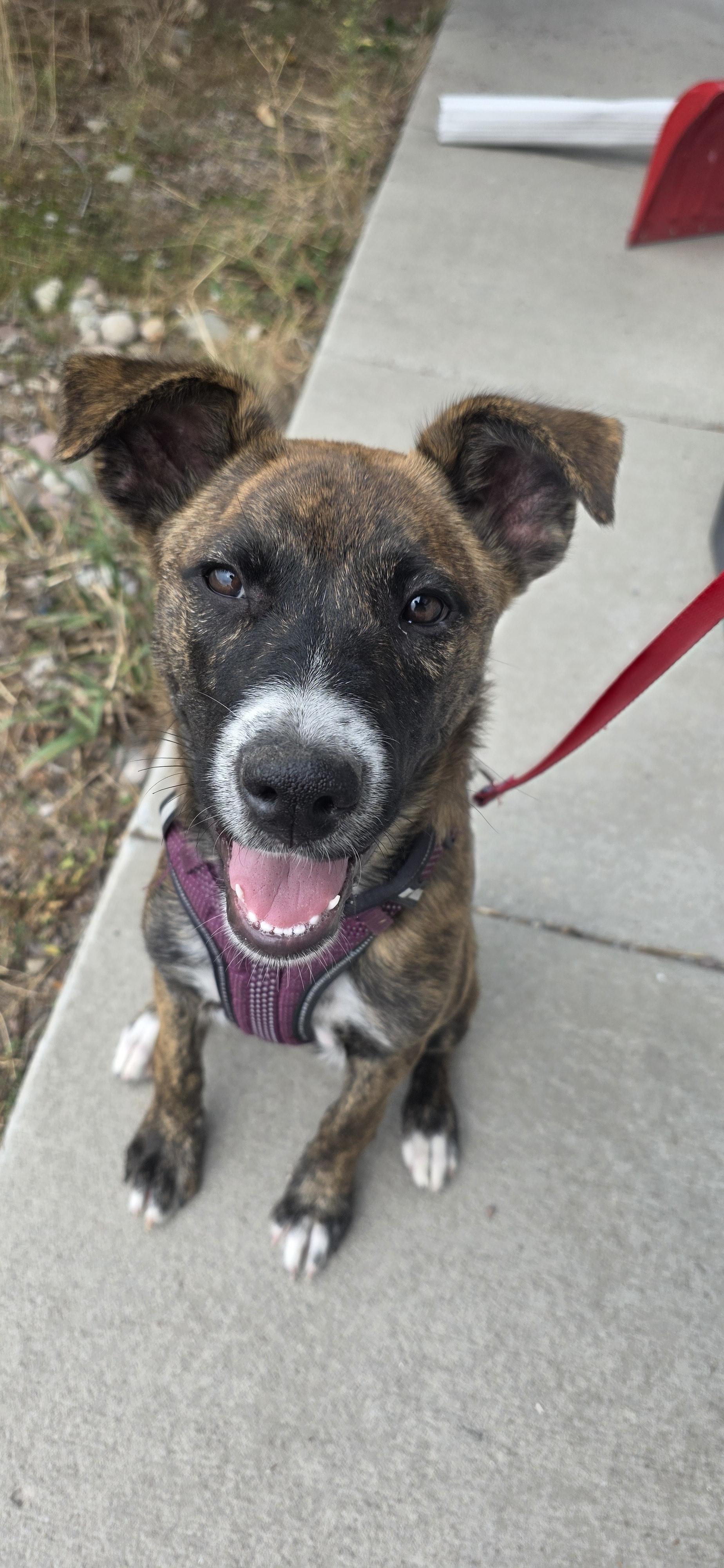Athena, an adoptable Pit Bull Terrier, Border Collie in Polson, MT, 59860 | Photo Image 3