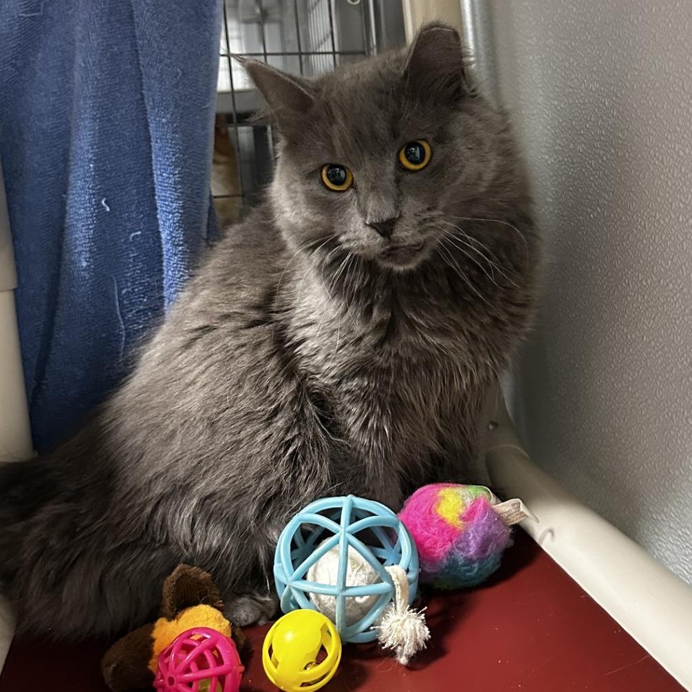 Enlarge Hanna, a Adoptable American Shorthair in Blue Ridge, GA image 1/3