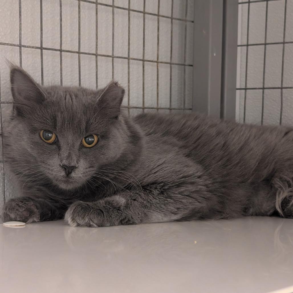 Enlarge Hanna, a Adoptable American Shorthair in Blue Ridge, GA image 1/1