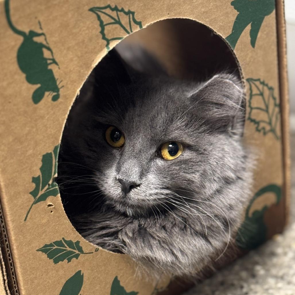 Enlarge Hanna, a Adoptable American Shorthair in Blue Ridge, GA image 3/3