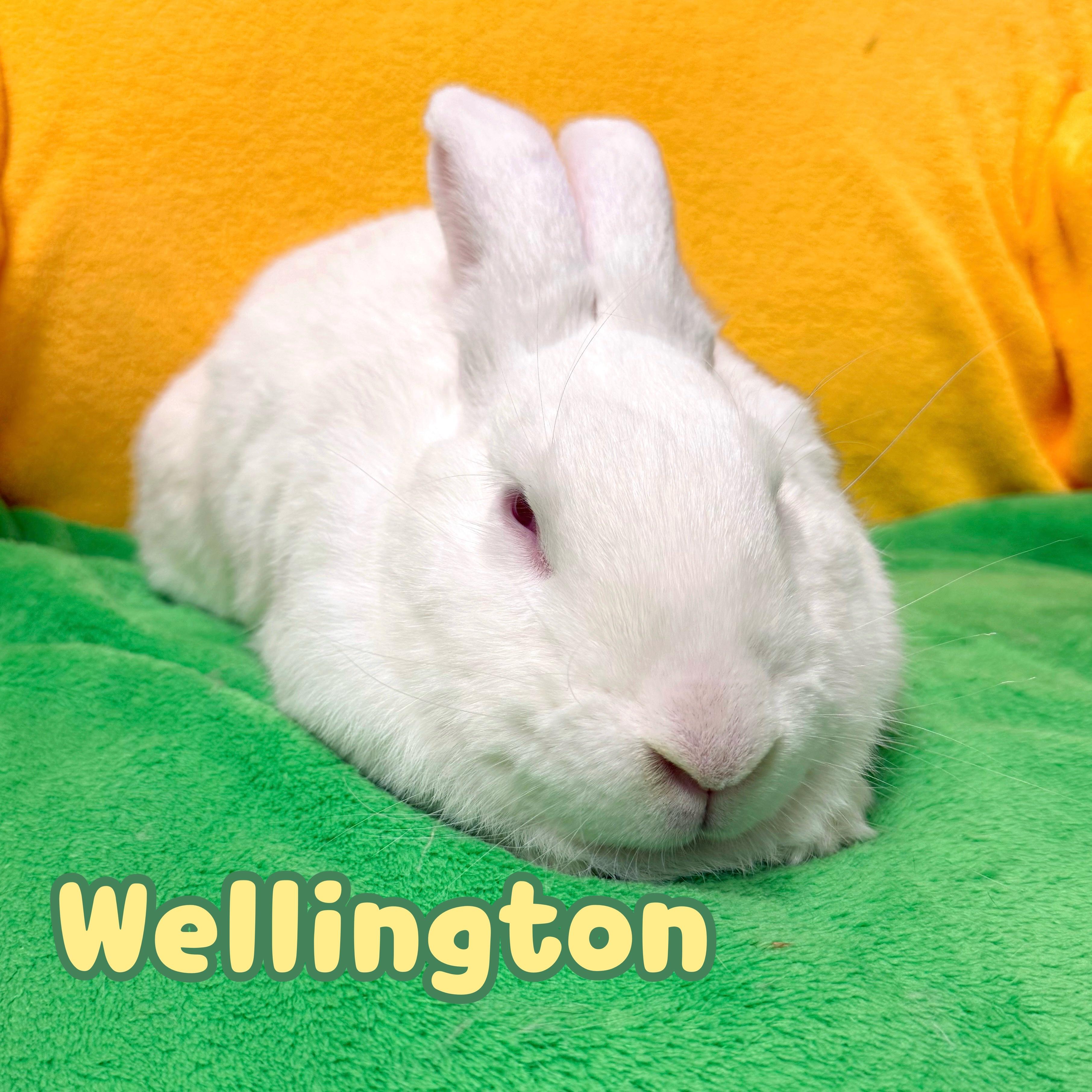 Wellington, ADOPTABLE, Adult Male New Zealand.