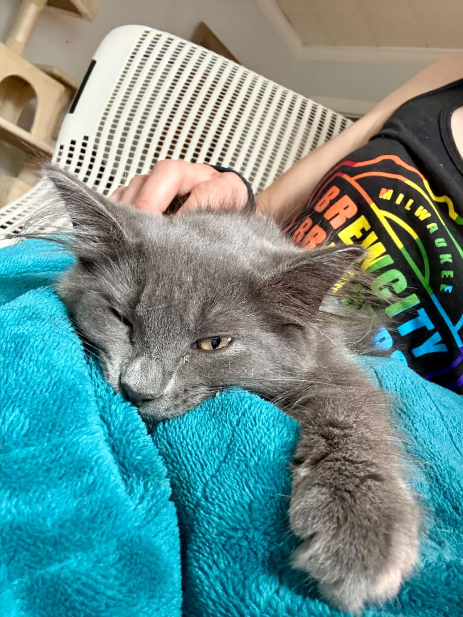 Enlarge Helvetica, a Adoptable Domestic Medium Hair in Milwaukee, WI image 5/5