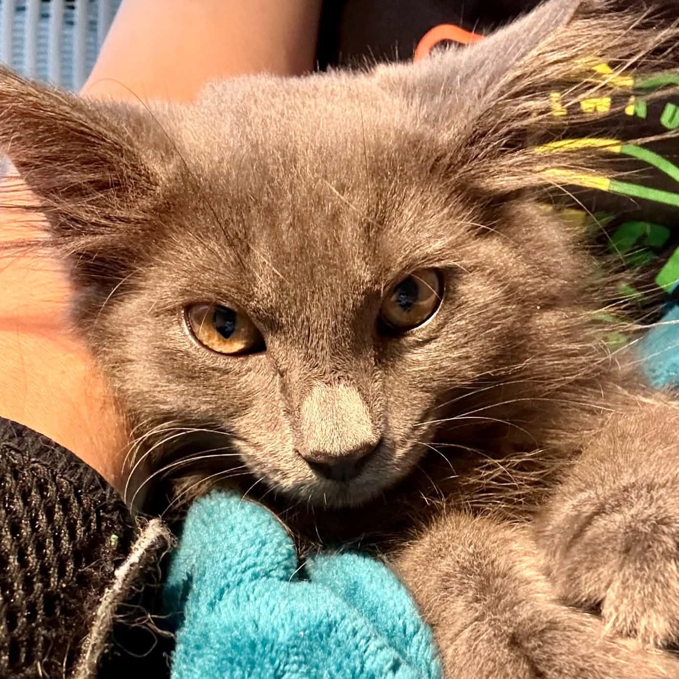 Enlarge Helvetica, a Adoptable Domestic Medium Hair in Milwaukee, WI image 1/5