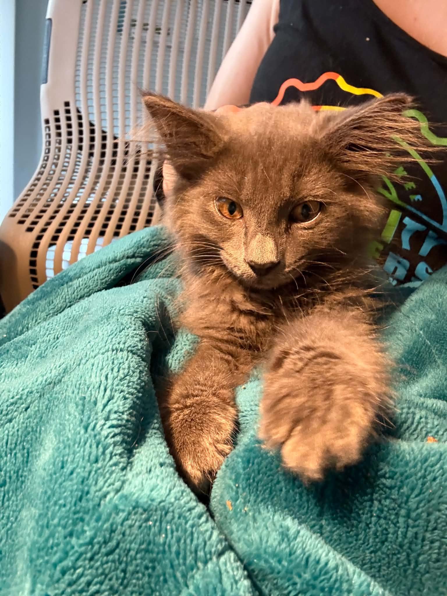 Enlarge Helvetica, a Adoptable Domestic Medium Hair in Milwaukee, WI image 2/5