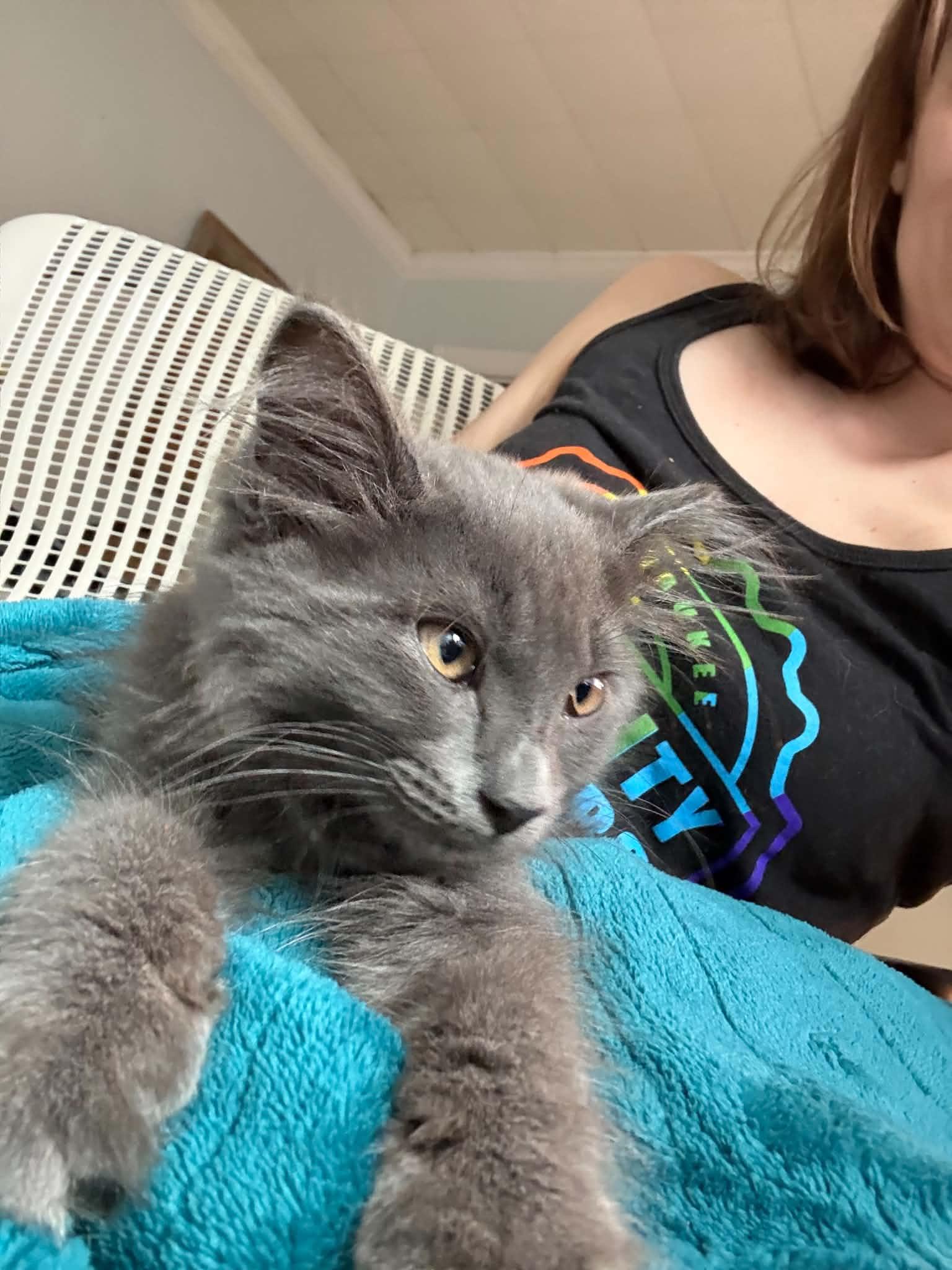 Enlarge Helvetica, a Adoptable Domestic Medium Hair in Milwaukee, WI image 3/5
