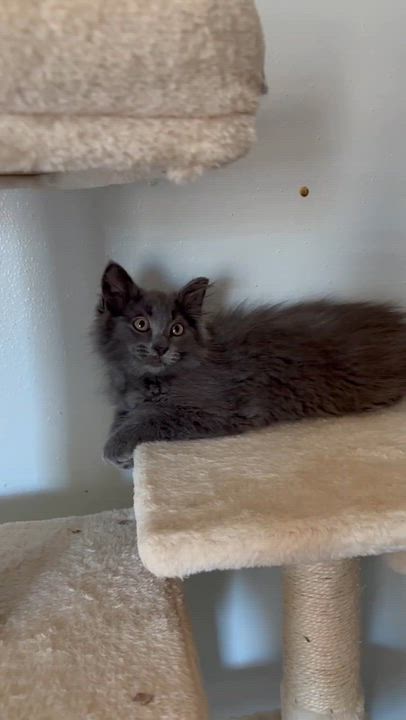 Enlarge Helvetica, a Adoptable Domestic Medium Hair in Milwaukee, WI video 4/5