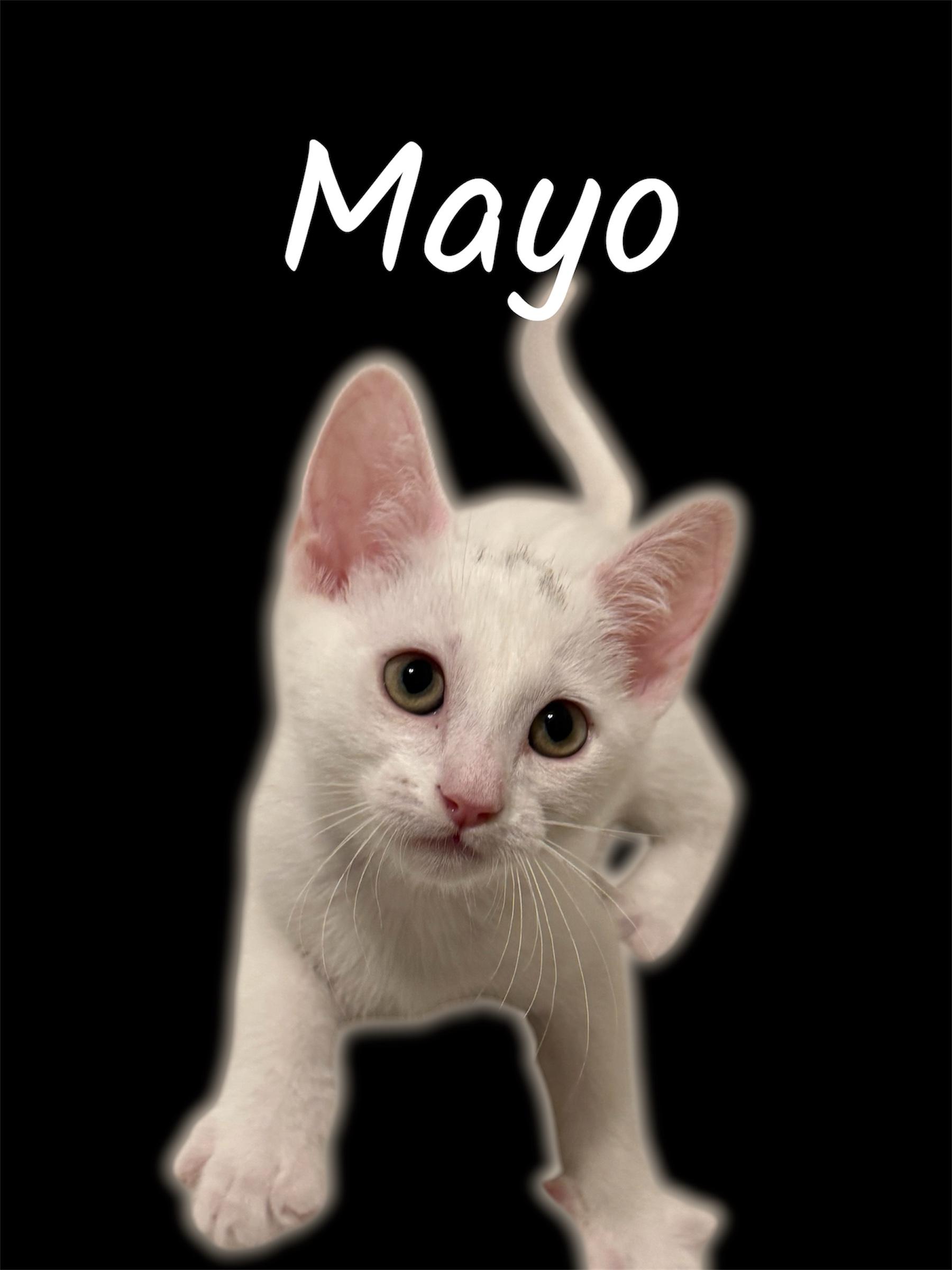 Mayo, adoptable, Kitten Male Domestic Short Hair.