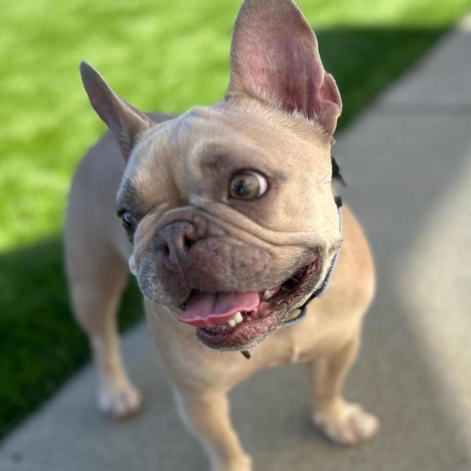 Enlarge Winnie, a Adoptable French Bulldog in Citrus Heights, CA image 3/6