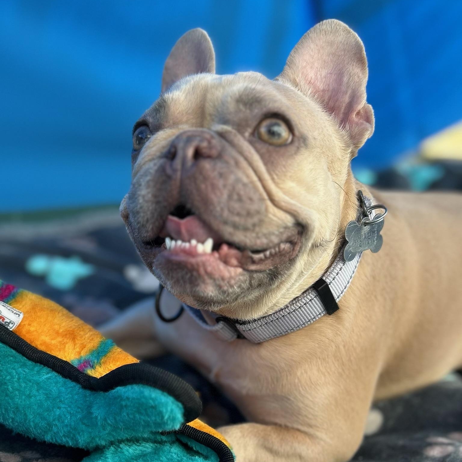 Enlarge Winnie, a Adoptable French Bulldog in Citrus Heights, CA image 5/6