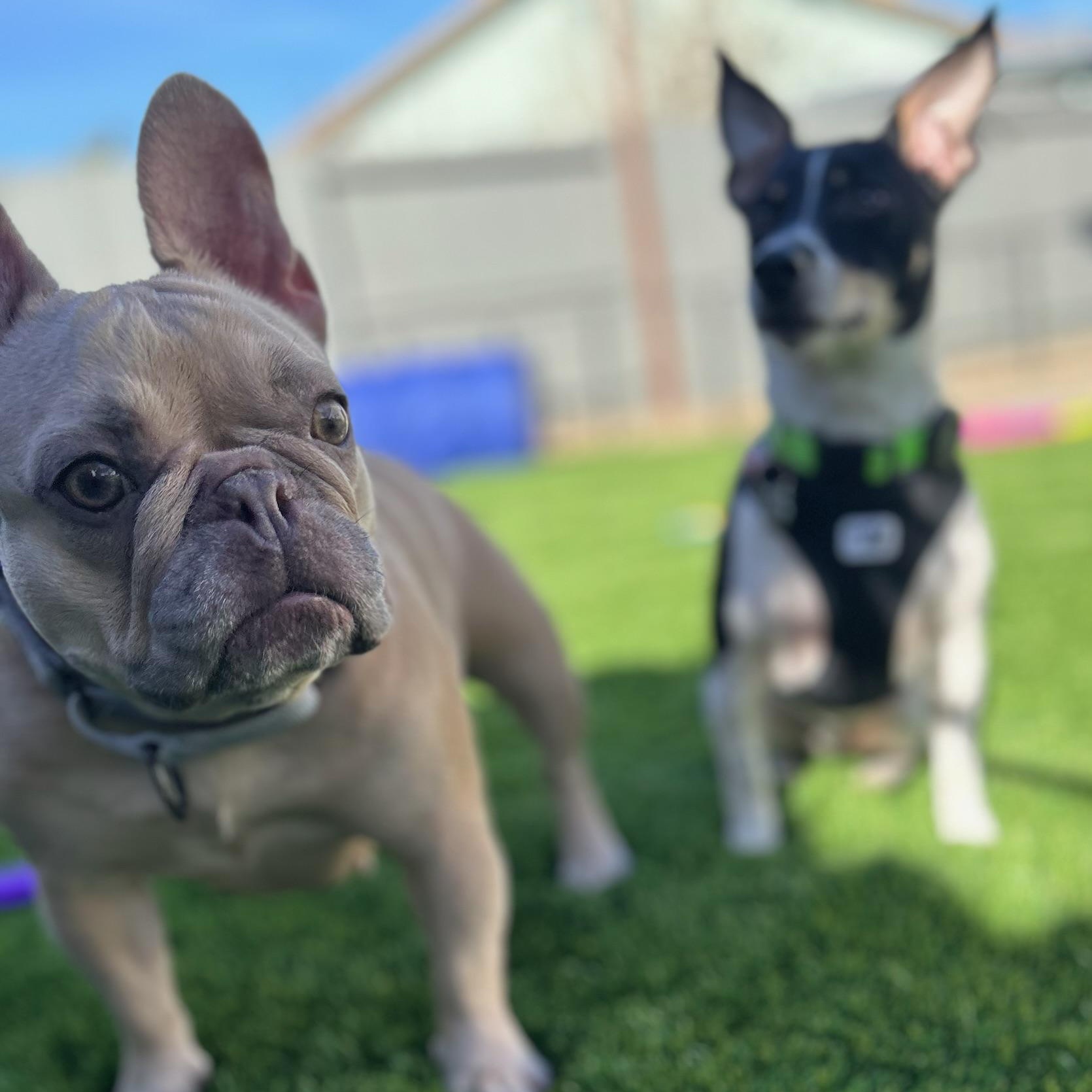 Enlarge Winnie, a Adoptable French Bulldog in Citrus Heights, CA image 4/6