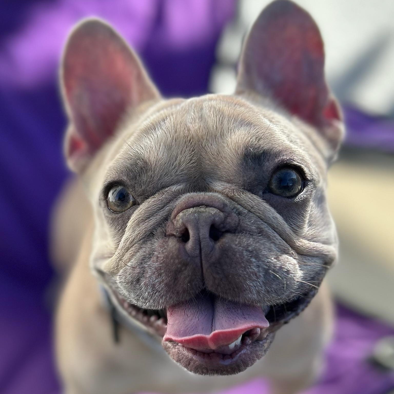 Enlarge Winnie, a Adoptable French Bulldog in Citrus Heights, CA image 2/6
