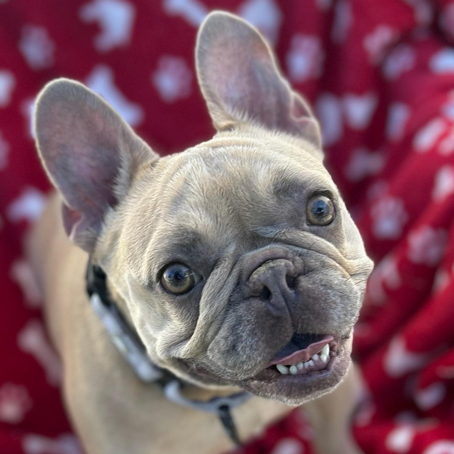 Winnie, Adoptable, Young Female French Bulldog.