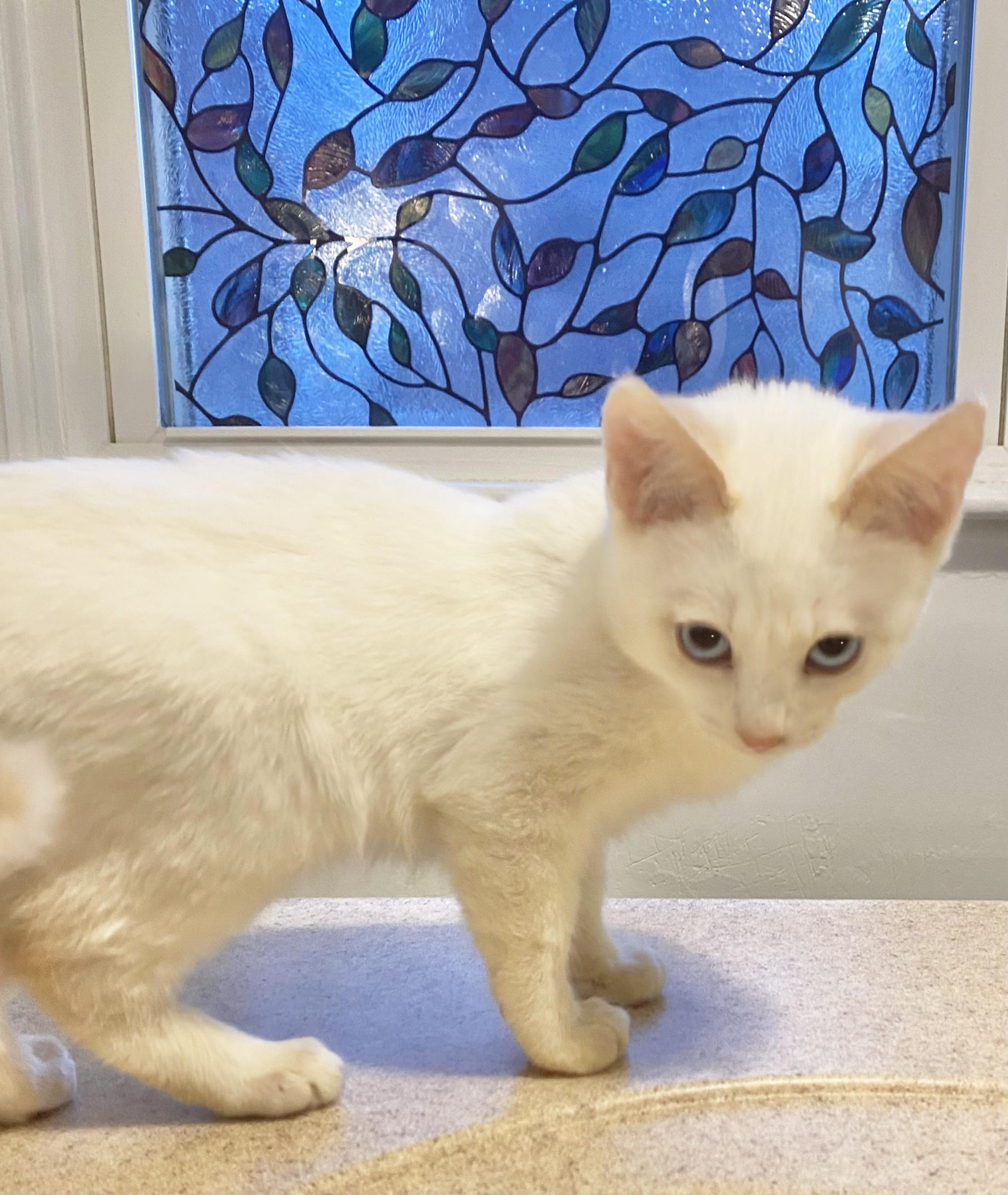 Blue Ribbon thumbnail 2