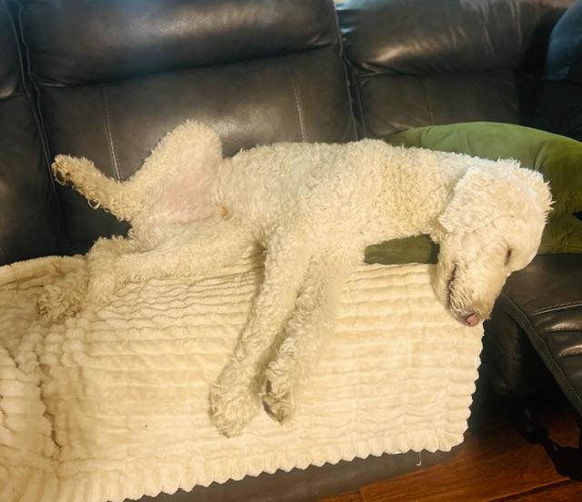 Enlarge Muisu, a ADOPTABLE Goldendoodle in clayton , CA image 5/6