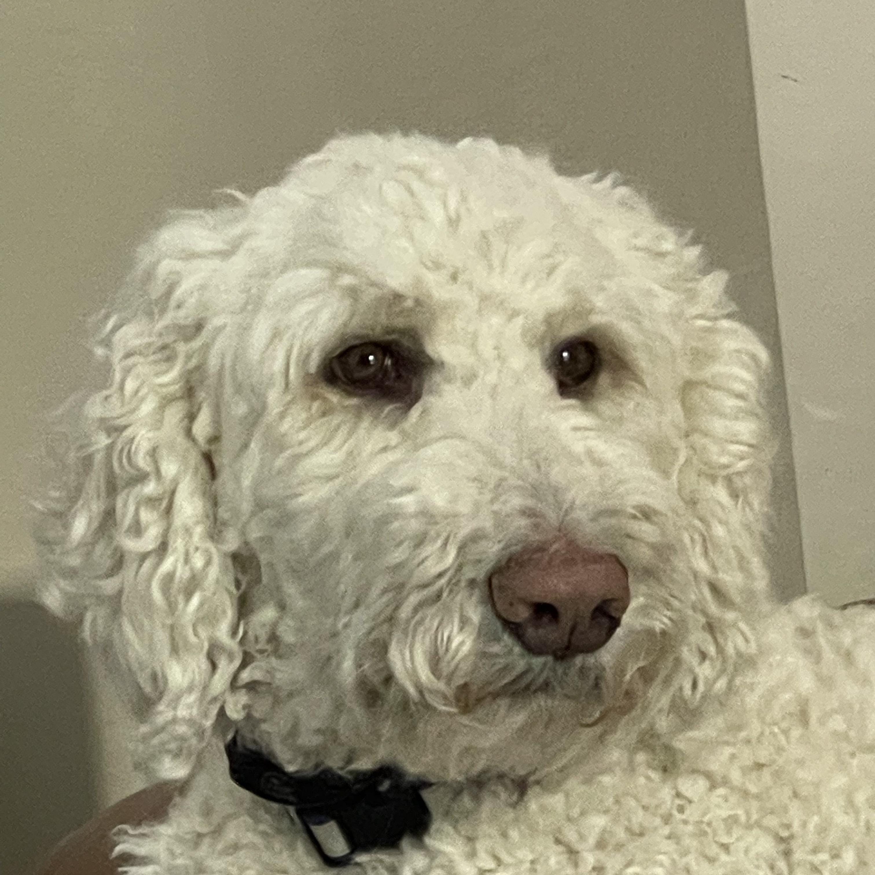 Enlarge Muisu, a ADOPTABLE Goldendoodle in clayton , CA image 3/6