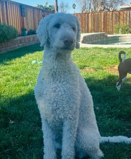 Enlarge Muisu, a ADOPTABLE Goldendoodle in clayton , CA image 1/6