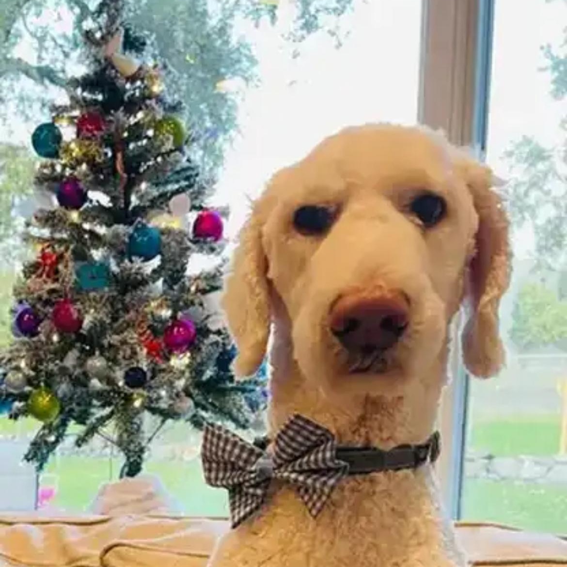 Enlarge Muisu, a ADOPTABLE Goldendoodle in clayton , CA image 4/6