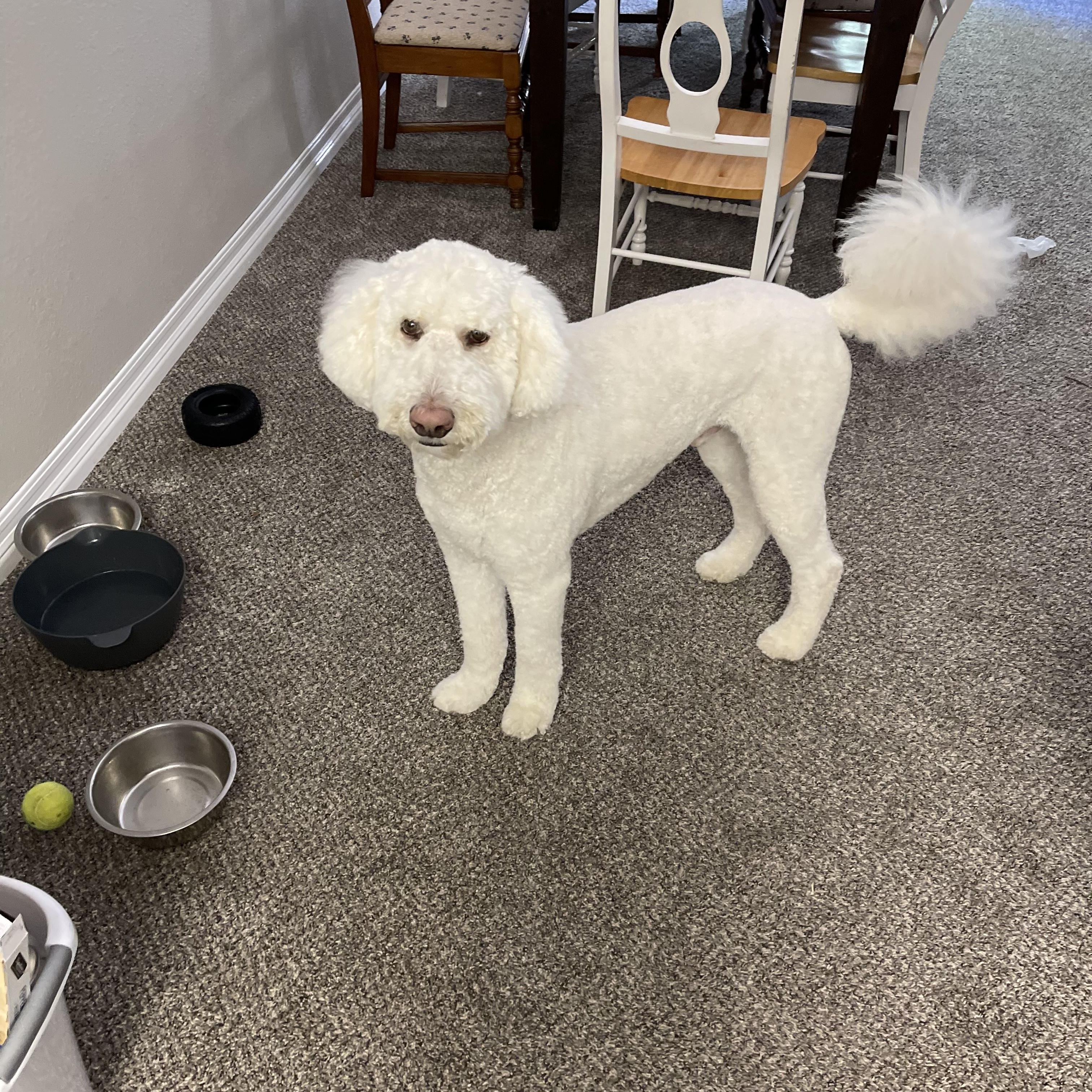 Enlarge Muisu, a ADOPTABLE Goldendoodle in clayton , CA image 2/6