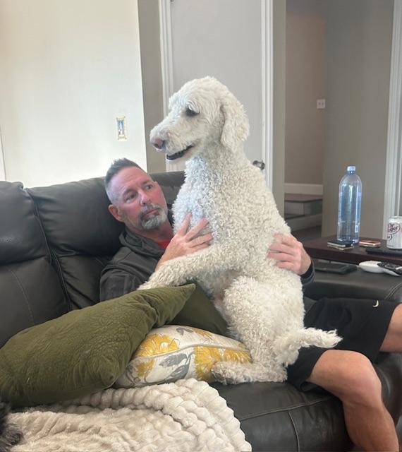 Enlarge Muisu, a ADOPTABLE Goldendoodle in clayton , CA image 6/6