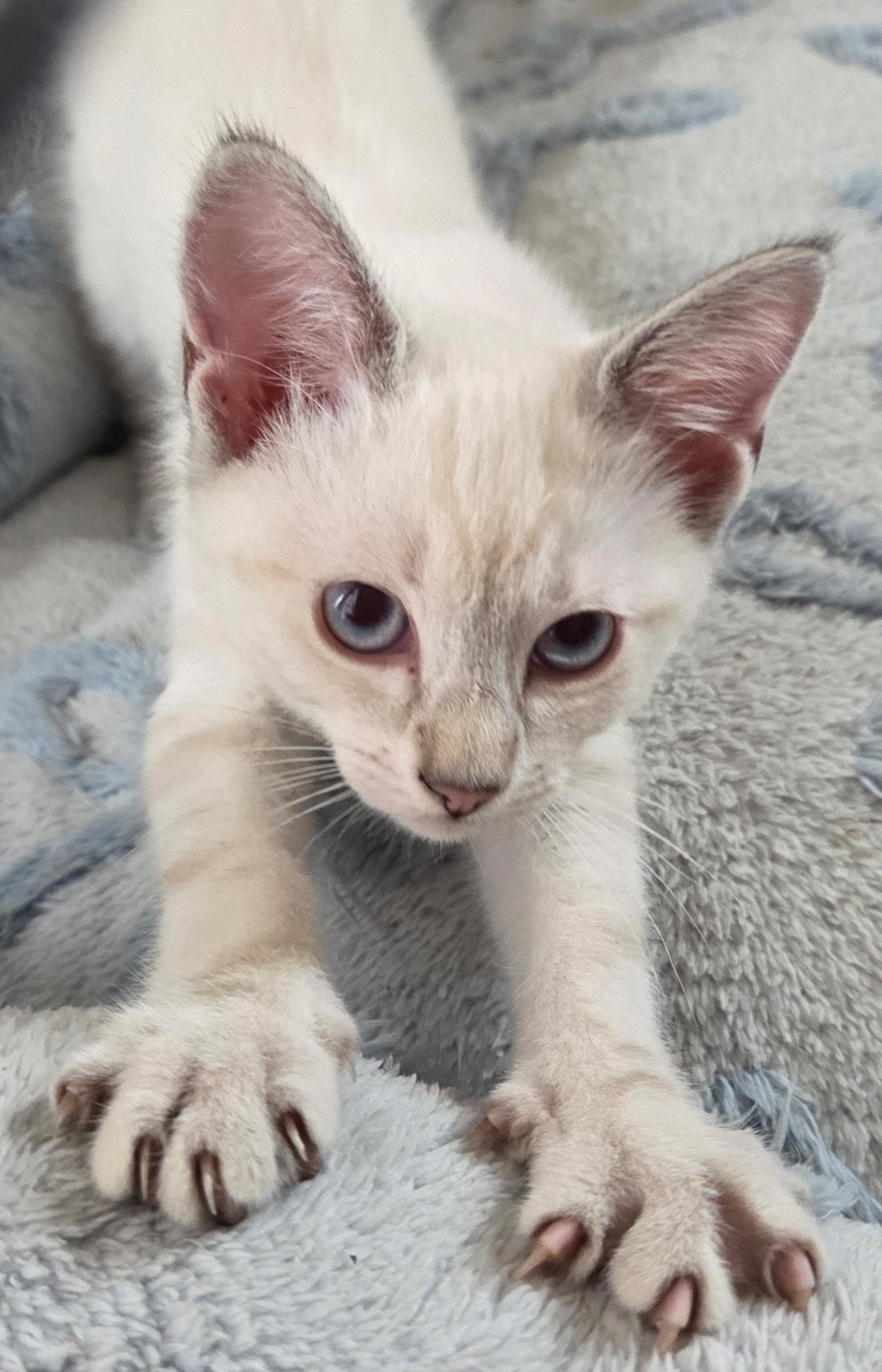 Enlarge Jasper, an adoptable Domestic Short Hair in Norwalk, CT image 1/1