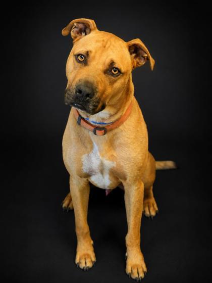 Enlarge Scooby~SPONSORED!, a Adoptable mixed breed in Bowling Green, KY image 1/3