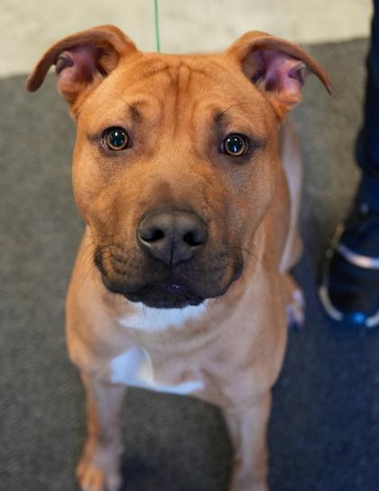 Enlarge Scooby~SPONSORED!, a Adoptable mixed breed in Bowling Green, KY image 2/3