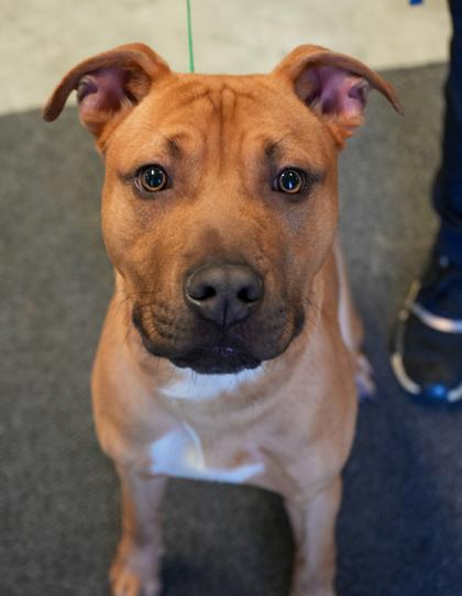 Enlarge Scooby~SPONSORED!, a Adoptable mixed breed in Bowling Green, KY image 3/3