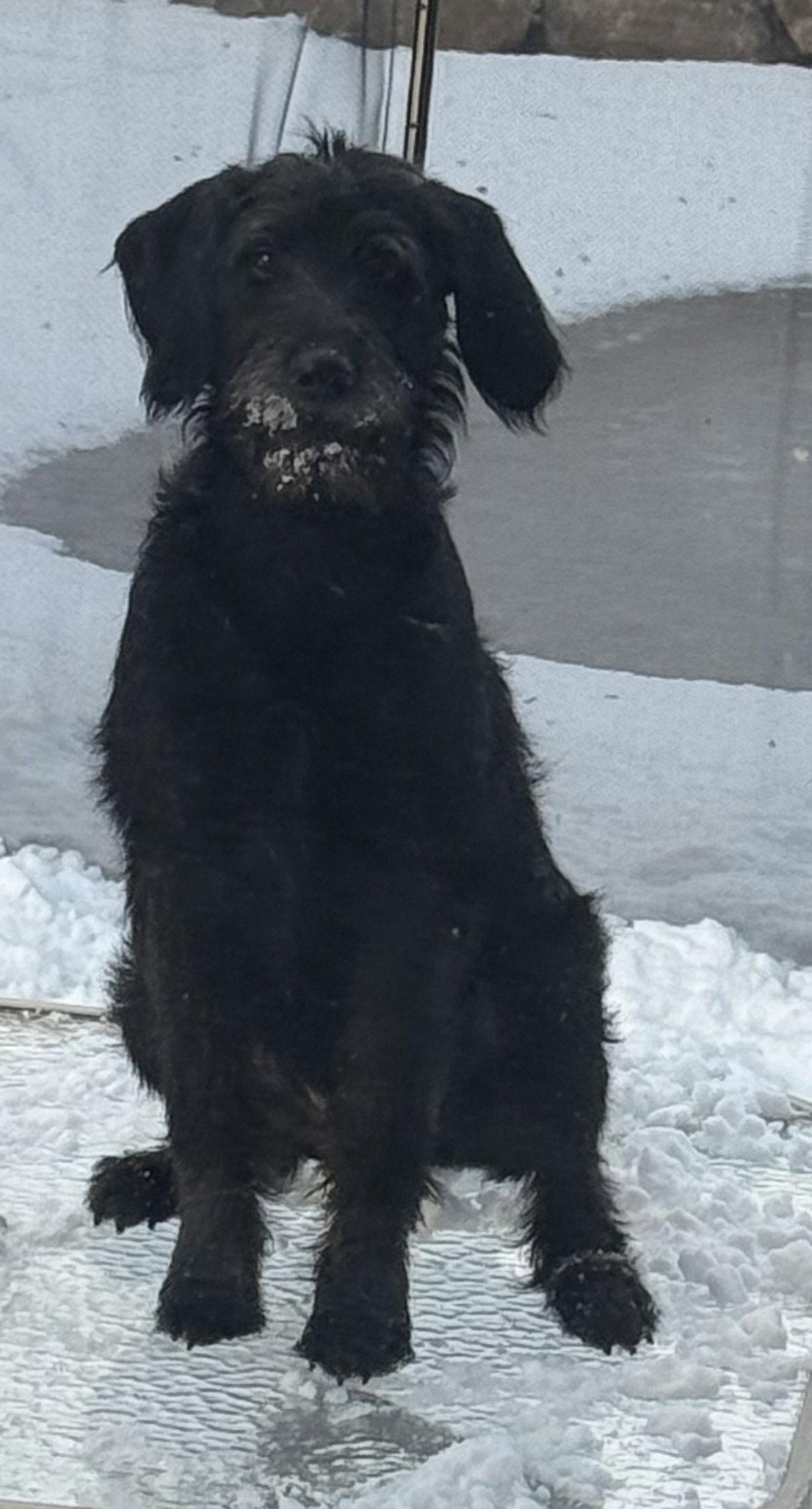 Winston/Murphy, Adopted, Young Male Standard Poodle & Hound.